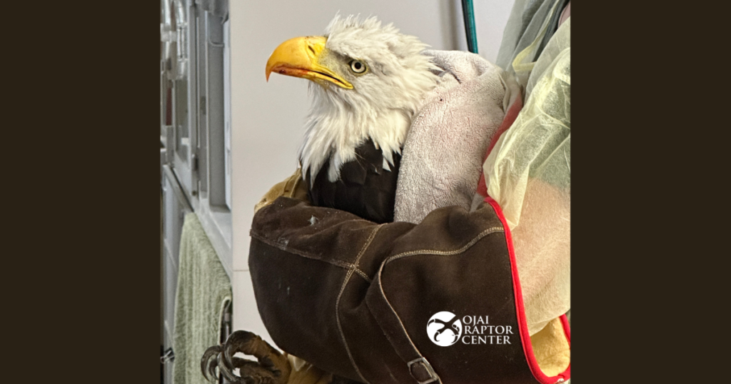 Jackie update from Ojai Raptor Center